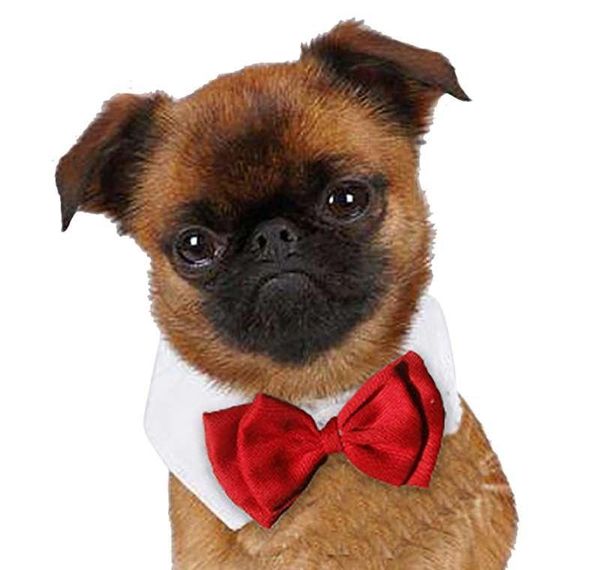 gentleman lipper bow neckties pet necktie cat decor butterfly acce ties collar bbychq tie dog adjustable vxepj
gentleman lipper bow neckties pet necktie cat decor butterfly acce ties collar bbychq tie dog adjustable vxepj
