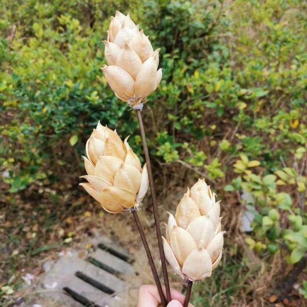 2pcs/lot,natural dried craft wutong bract display flowers with wire branch,diy christmas home wedding flowers arrangement decor
2pcs/lot,natural dried craft wutong bract display flowers with wire branch,diy christmas home wedding flowers arrangement decor