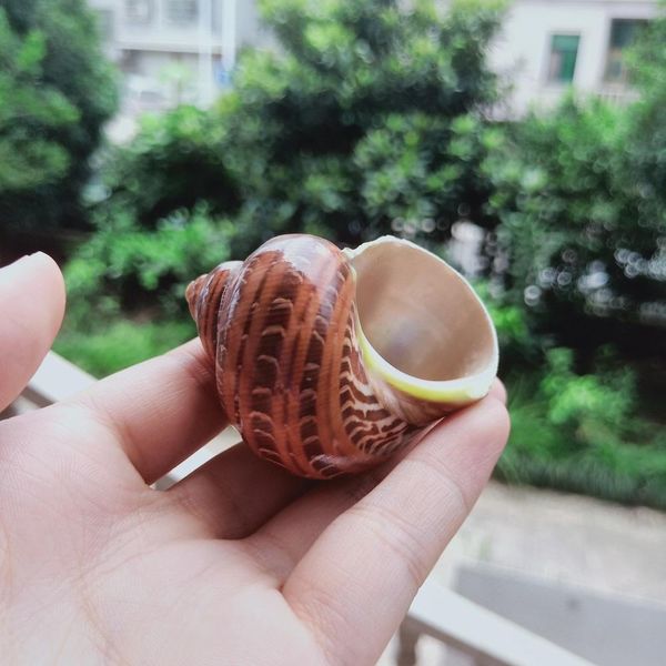 1pc cat eye snail shell natural seashell conch beach nautical home decor shells specimen collectibles fish tank landscape h bbyyxa
1pc cat eye snail shell natural seashell conch beach nautical home decor shells specimen collectibles fish tank landscape h bbyyxa