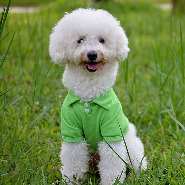 pet dog candy color puppy polo shirt pets coat cotton cat costumes dogs clothes for teddy
pet dog candy color puppy polo shirt pets coat cotton cat costumes dogs clothes for teddy