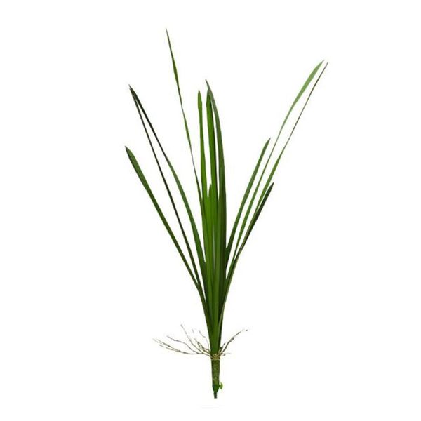 artificial plant pu table decors reusable wedding office this is the perfect choice for your home decoration simulation leaf pot
artificial plant pu table decors reusable wedding office this is the perfect choice for your home decoration simulation leaf pot