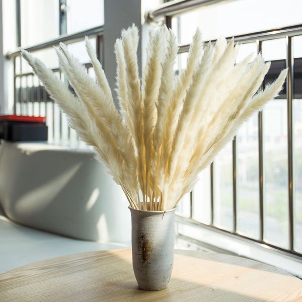 30pcs whitedecorative dried plants pampas grass dried natural flowers bulrush wedding flower bunchnatural phragmites communis 1029
30pcs whitedecorative dried plants pampas grass dried natural flowers bulrush wedding flower bunchnatural phragmites communis 1029