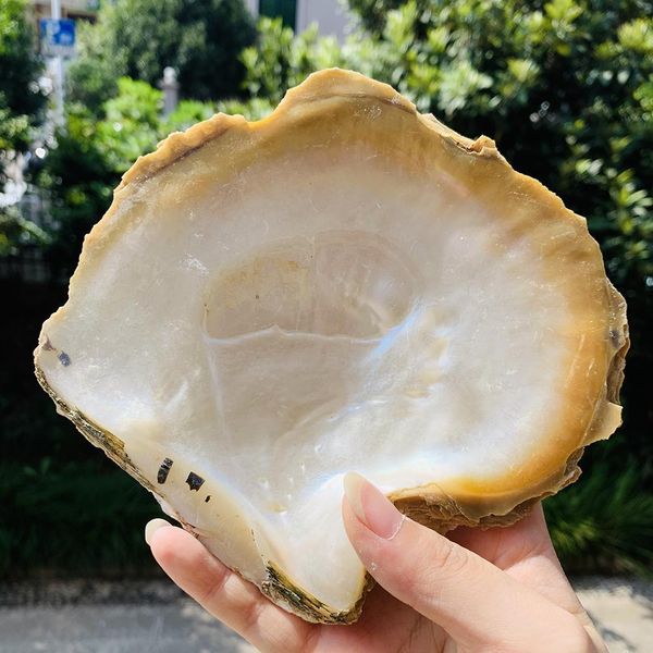 15 16cm large natural seashell nautical home decor craft jewelry tray specimen collectibles diy fish tank aquarium landscaping h jllpvr
15 16cm large natural seashell nautical home decor craft jewelry tray specimen collectibles diy fish tank aquarium landscaping h jllpvr