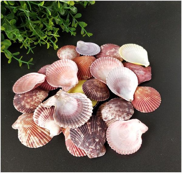30pcs colorful natural seashells decorations scallop shells crafts decor ornament colorful shells sea star f jllukp
30pcs colorful natural seashells decorations scallop shells crafts decor ornament colorful shells sea star f jllukp
