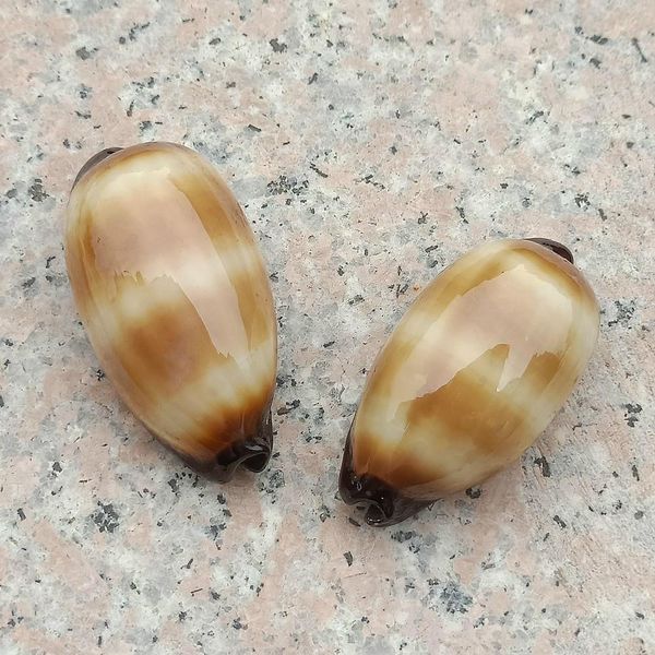 2pcs wine barrel snail sea shells conch nautical home decor specimen beach wedding decorations diy fish tank aquarium landscape h wmttwb
2pcs wine barrel snail sea shells conch nautical home decor specimen beach wedding decorations diy fish tank aquarium landscape h wmttwb