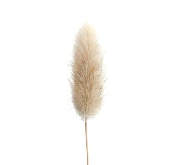 20 stems dried flower bunny tail natural plants floral rabbit grass bouquet home deco sqczfa homes2007
20 stems dried flower bunny tail natural plants floral rabbit grass bouquet home deco sqczfa homes2007