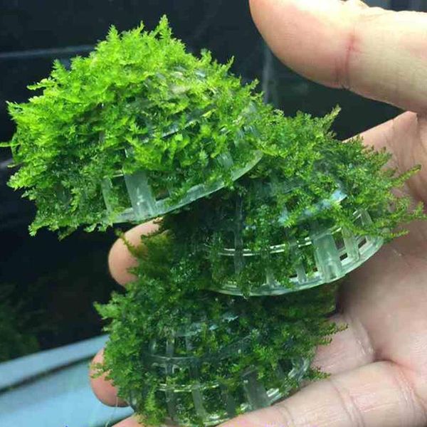 decorations 1pcs aquarium suspended ball sink water moss shrimp nest coral beauty anchovies tank grass landscape1
decorations 1pcs aquarium suspended ball sink water moss shrimp nest coral beauty anchovies tank grass landscape1