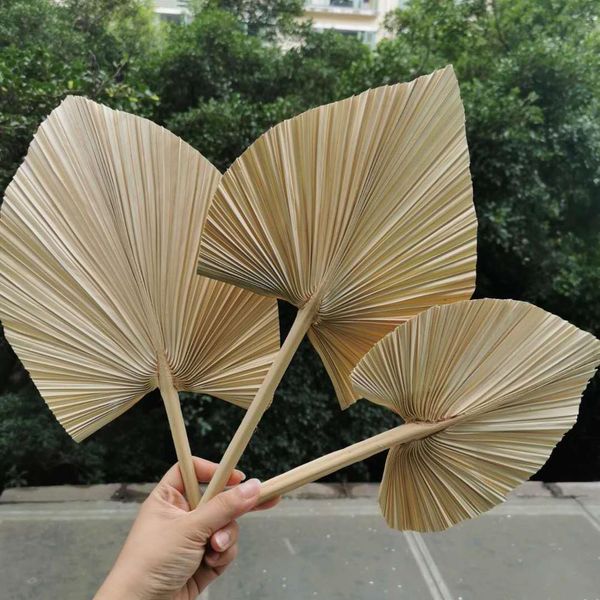 10pcs/15*35cm,natural dried fan palm leaf,eternell display arrange flower craft home wedding decoration p props accessories 1026
10pcs/15*35cm,natural dried fan palm leaf,eternell display arrange flower craft home wedding decoration p props accessories 1026