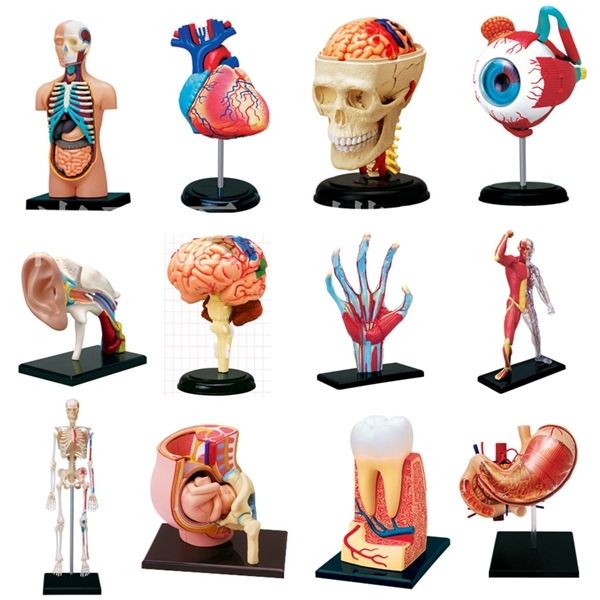educational assembled 4d human master body skeleton anatomy skull manikin heart ear model puzzle medical science toys 1008
educational assembled 4d human master body skeleton anatomy skull manikin heart ear model puzzle medical science toys 1008