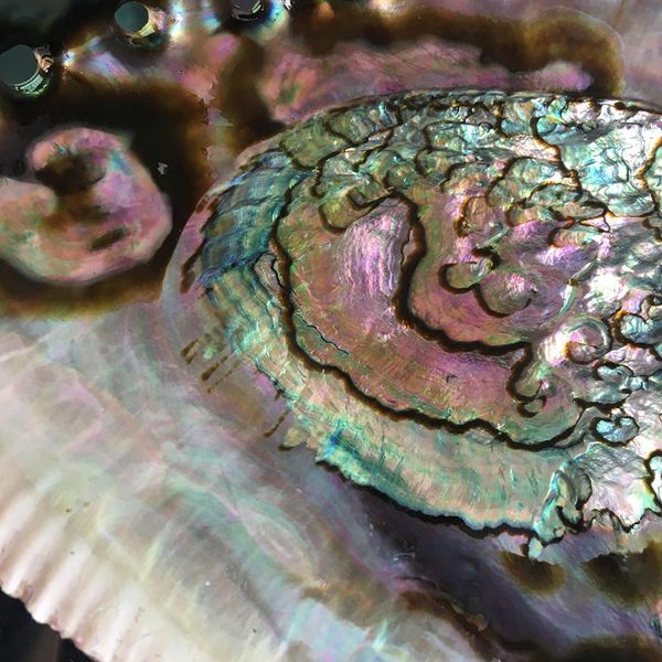 exquisite natural abalone shell seashell soapbox rainbow lg sea green blue beach house soapbox exquisite natural h jllxfi
exquisite natural abalone shell seashell soapbox rainbow lg sea green blue beach house soapbox exquisite natural h jllxfi