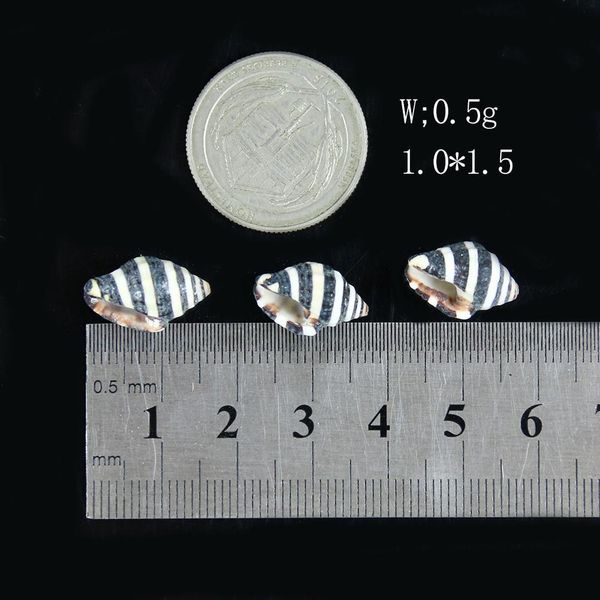 10pcs natural striped conch seashells nautical home decor snail shell conch specimen micro landscape beach wedding decorations h jllqhw
10pcs natural striped conch seashells nautical home decor snail shell conch specimen micro landscape beach wedding decorations h jllqhw