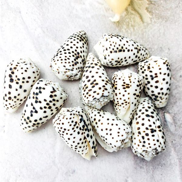2pcs 2 5cm natural conch mini conch spotted corn shells specimen diy aquarium landscape seashells crafts nautical home decor h jlllwc
2pcs 2 5cm natural conch mini conch spotted corn shells specimen diy aquarium landscape seashells crafts nautical home decor h jlllwc