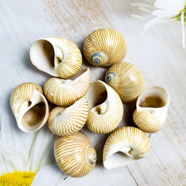 5pcs 2 3cm natural fine lines conch shells nautical home decor specimen rolled shellfish hermit crab snail shell acquarium decor h bbylwd
5pcs 2 3cm natural fine lines conch shells nautical home decor specimen rolled shellfish hermit crab snail shell acquarium decor h bbylwd