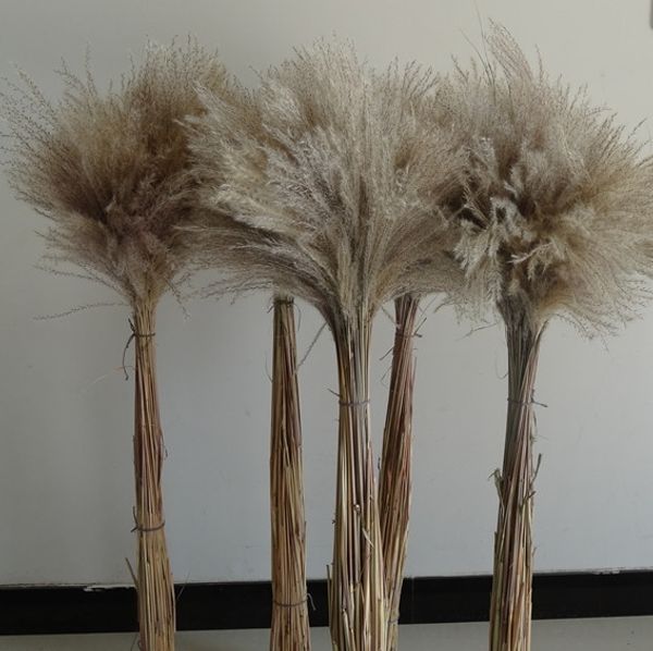 mzvo2 natural and props decorative dried wheat ears reed flowers dogtail natural dried flowers reed props bbccl
mzvo2 natural and props decorative dried wheat ears reed flowers dogtail natural dried flowers reed props bbccl