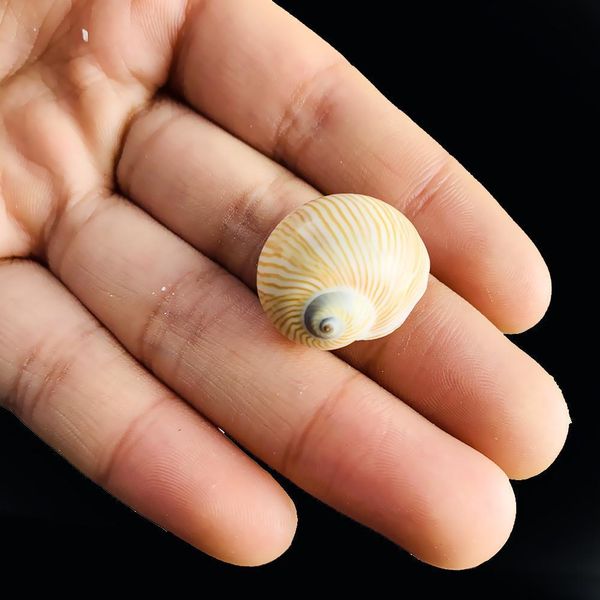 5pcs 2 3cm natural fine lines conch shells nautical home decor specimen rolled shellfish hermit crab snail shell acquarium decor h jlllwp
5pcs 2 3cm natural fine lines conch shells nautical home decor specimen rolled shellfish hermit crab snail shell acquarium decor h jlllwp
