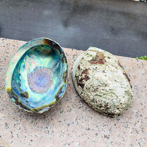 13 15cm abalone shell natural large sea shells beach decor soap dish jewelry diy shell nautical home decor aquarium landscape h jllynm
13 15cm abalone shell natural large sea shells beach decor soap dish jewelry diy shell nautical home decor aquarium landscape h jllynm