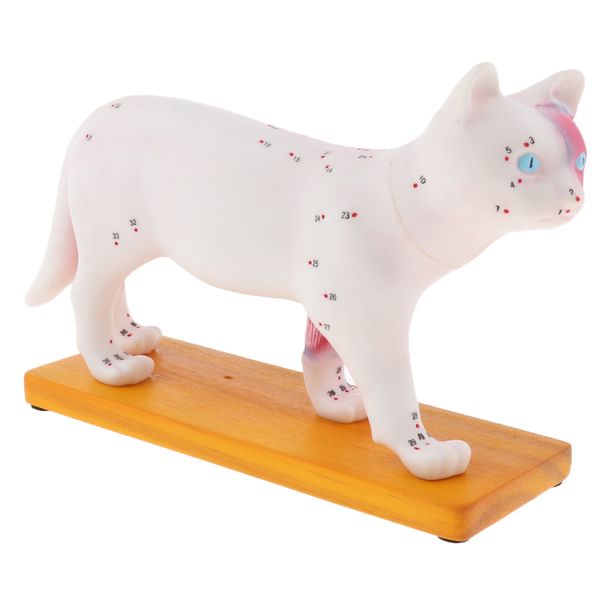1: 1 cat иглоукалывание анатомические модели с 36 акупунктурные очки профессиональный учебный инструмент наука учебные
1: 1 cat иглоукалывание анатомические модели с 36 акупунктурные очки профессиональный учебный инструмент наука учебные