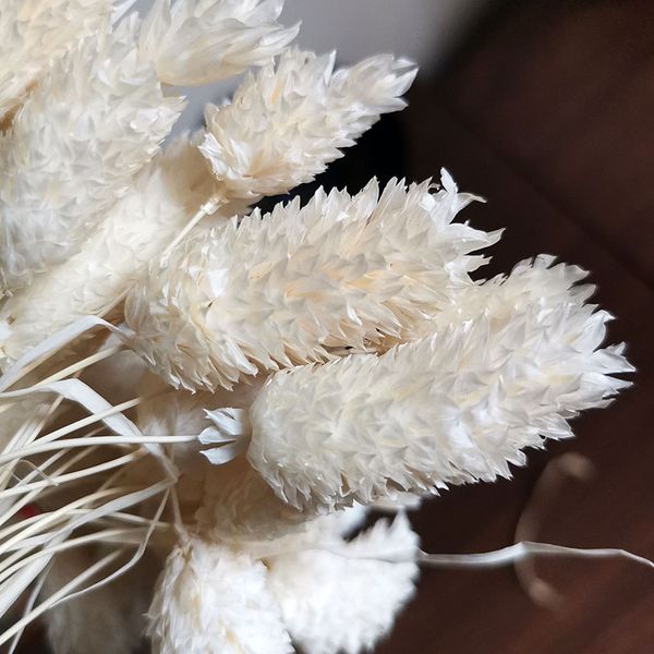50 pcs/bag jewelweed real plant natural dried flower decorative handmade flower branch decoration for home living room artificial flower
50 pcs/bag jewelweed real plant natural dried flower decorative handmade flower branch decoration for home living room artificial flower