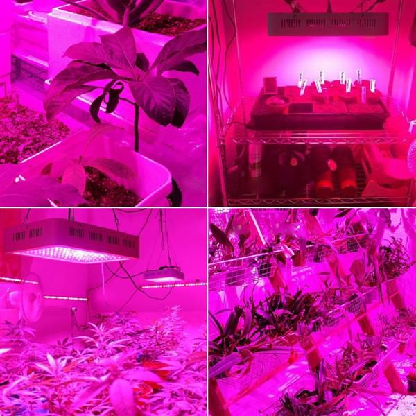 design 2000w dual chips 380-730nm full light spectrum led plant growth lamp white grow lights wholesale
design 2000w dual chips 380-730nm full light spectrum led plant growth lamp white grow lights wholesale