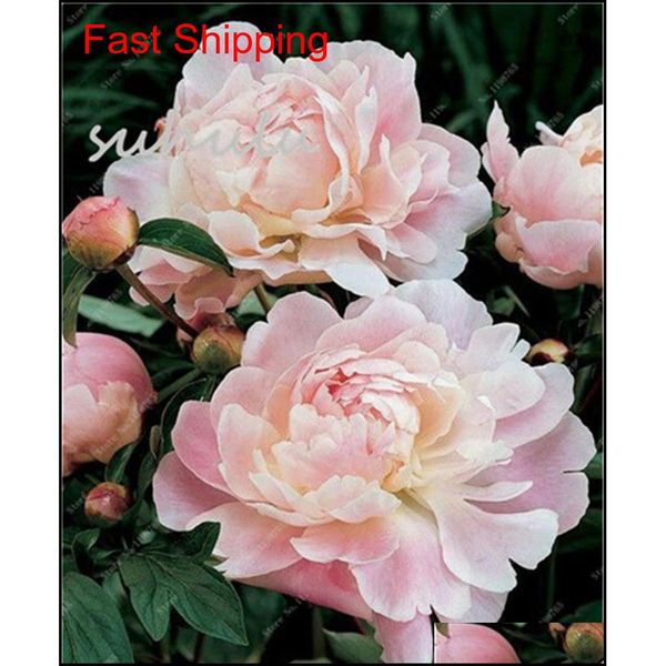 10 pcs/bag mixed color peony seeds chinese rose tree peony seeds beautiful decoration bonsai flower plan qylhhv bde_luck
10 pcs/bag mixed color peony seeds chinese rose tree peony seeds beautiful decoration bonsai flower plan qylhhv bde_luck