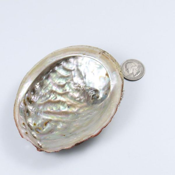 natural abalone shells office decoration home aquarium landscape sundries storage box diy decor soap holder 115mm h sqcqih
natural abalone shells office decoration home aquarium landscape sundries storage box diy decor soap holder 115mm h sqcqih