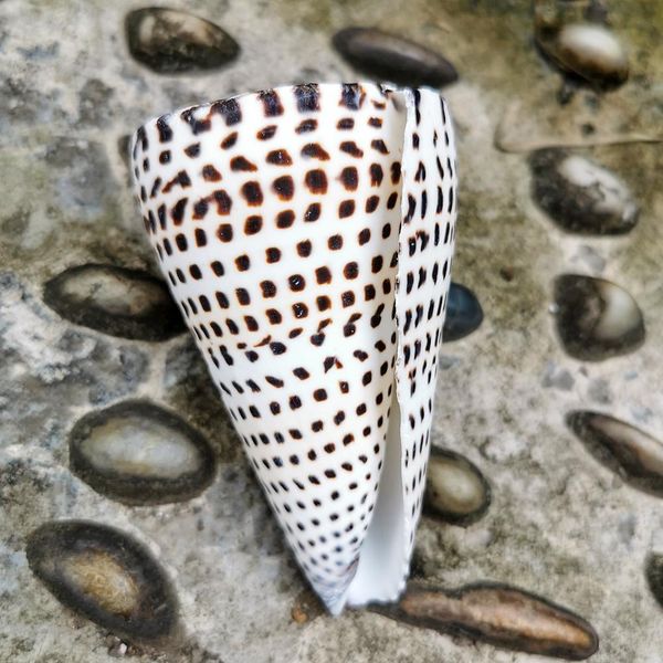 natural black corn conch sea shell natural seashell specimen beach decoration for home nautical wedding decor aquarium landscape h wmtoib
natural black corn conch sea shell natural seashell specimen beach decoration for home nautical wedding decor aquarium landscape h wmtoib