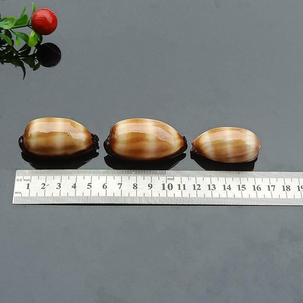 2pcs wine barrel snail sea shells conch nautical home decor specimen beach wedding decorations diy fish tank aquarium landscape h jlljxh
2pcs wine barrel snail sea shells conch nautical home decor specimen beach wedding decorations diy fish tank aquarium landscape h jlljxh