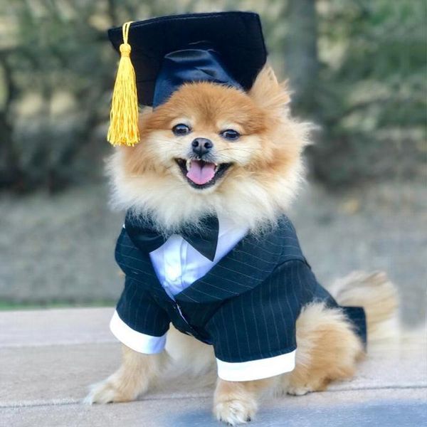cute pet dog кошка hat cap кролик моды hat for cat собаки повседневный холст cap для собак китти h чихуахуа pet products wmticf xhlight
cute pet dog кошка hat cap кролик моды hat for cat собаки повседневный холст cap для собак китти h чихуахуа pet products wmticf xhlight