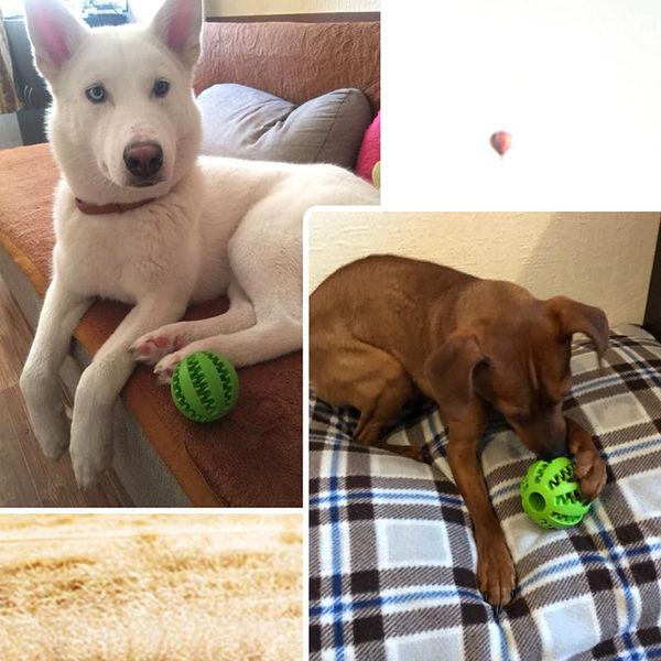 funny pet dog toys nontoxic bite resistant toy ball for pet dogs puppy dog food treat feeder tooth cleaning ball chihuahua wmtjtd
funny pet dog toys nontoxic bite resistant toy ball for pet dogs puppy dog food treat feeder tooth cleaning ball chihuahua wmtjtd
