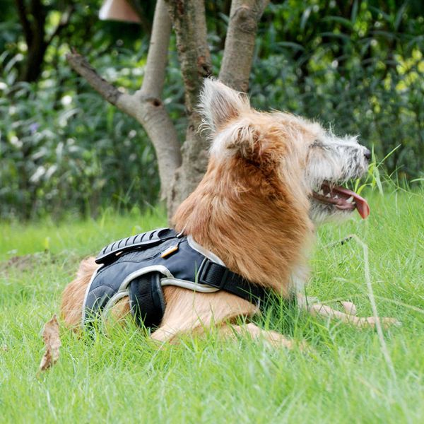 blackdoggy big dog cht strap traction rope vt pet products
