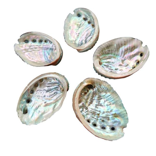 5pcs 8 9cm abalone shell natural seashell nautical wedding decorations crafts sea shell specimen collectibles aquarium landscape h bbyepi
5pcs 8 9cm abalone shell natural seashell nautical wedding decorations crafts sea shell specimen collectibles aquarium landscape h bbyepi