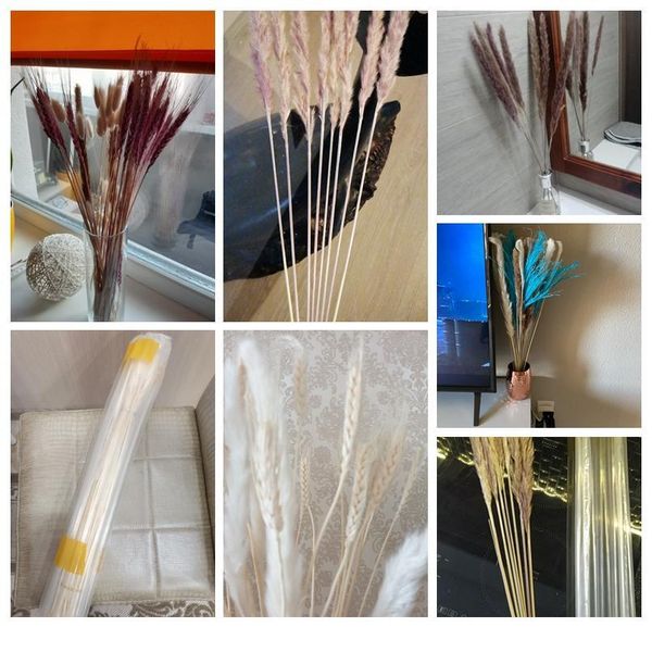 7pcs bulrush natural dried flowers small pampas grass phragmites diy artificial flowers plants for decor home wedding de bbybun
7pcs bulrush natural dried flowers small pampas grass phragmites diy artificial flowers plants for decor home wedding de bbybun