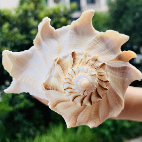 natural large conch feng shui snail nautical home decor beach wedding decor seashell specimen collectibles aquarium landscape h bbyekf
natural large conch feng shui snail nautical home decor beach wedding decor seashell specimen collectibles aquarium landscape h bbyekf