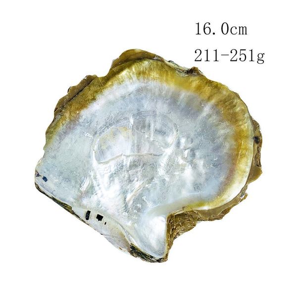 15 16cm large natural seashell nautical home decor craft jewelry tray specimen collectibles diy fish tank aquarium landscaping h jllgmj
15 16cm large natural seashell nautical home decor craft jewelry tray specimen collectibles diy fish tank aquarium landscaping h jllgmj