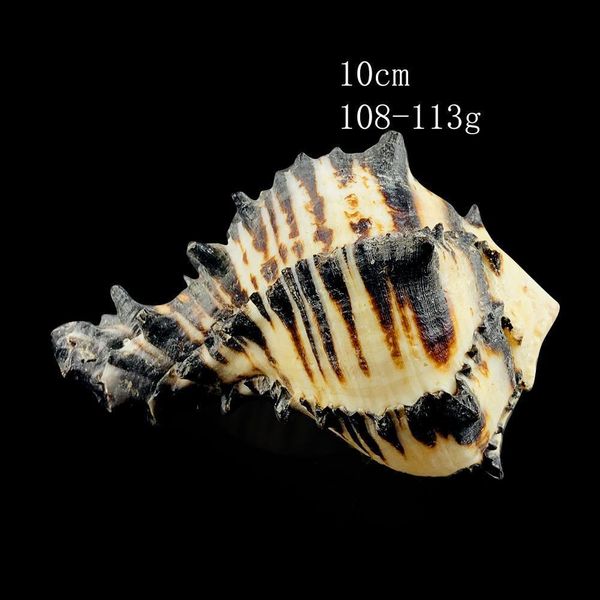 8 12cm natural snail shell us black murex black zebra bone specimen conch sea shells nautical home decor aquarium landscape h sqcifc
8 12cm natural snail shell us black murex black zebra bone specimen conch sea shells nautical home decor aquarium landscape h sqcifc