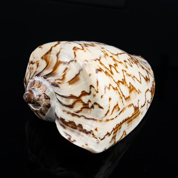 13 16cm natural scenic conch landscape painting stripes snail seashells specimens wedding coastal home decor aquarium decoration h bbynec
13 16cm natural scenic conch landscape painting stripes snail seashells specimens wedding coastal home decor aquarium decoration h bbynec