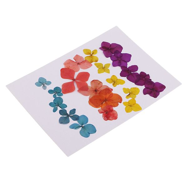 20 pieces pressed dried flower real flower hydrangea scrapbooking embellishments for jewelry making diy ornament
20 pieces pressed dried flower real flower hydrangea scrapbooking embellishments for jewelry making diy ornament
