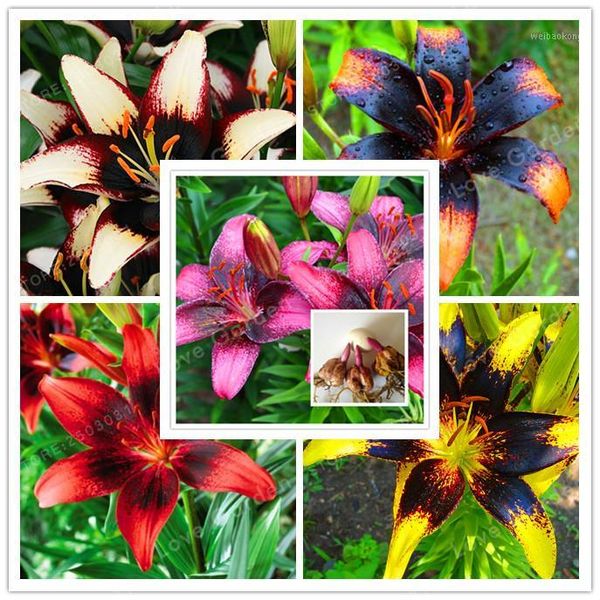 decorative flowers & wreaths 2 bulb perfume lilies (bonsai) , rare flower garden plant balcony bonsai courtyard lily1
decorative flowers & wreaths 2 bulb perfume lilies (bonsai) , rare flower garden plant balcony bonsai courtyard lily1