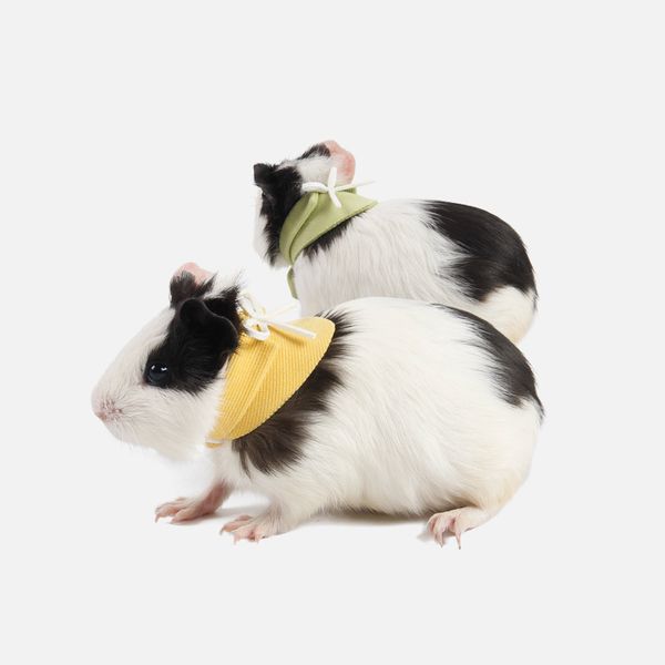 pet supplies small animal bird hamster dutch pig collars yellow green white pet triangle towel a box of two
pet supplies small animal bird hamster dutch pig collars yellow green white pet triangle towel a box of two
