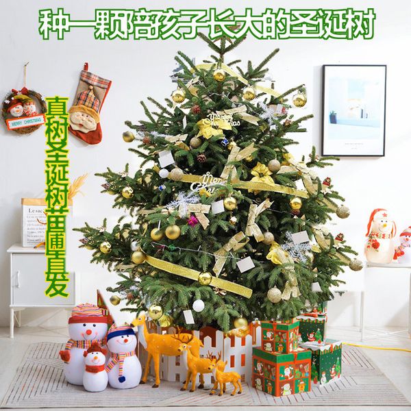 2021 latest fresh real with newroots green spruce decorated cutting christmas tree 1.51.8m 6 new 1
2021 latest fresh real with newroots green spruce decorated cutting christmas tree 1.51.8m 6 new 1