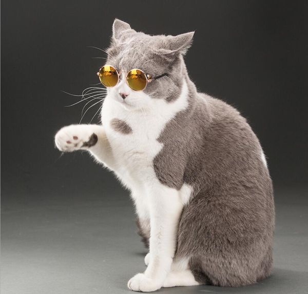 wholesale 20pcs/lot cat eye-wear pet sunglasses little dog glasses cat glasses ps props dog cat accessories pet sup wmtuiv mywjqq
wholesale 20pcs/lot cat eye-wear pet sunglasses little dog glasses cat glasses ps props dog cat accessories pet sup wmtuiv mywjqq
