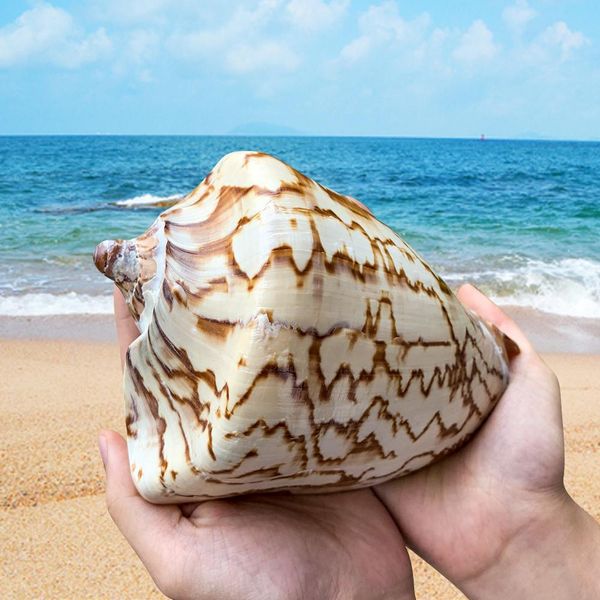 13 16cm natural scenic conch landscape painting stripes snail seashells specimens wedding coastal home decor aquarium decoration h bbyvlp
13 16cm natural scenic conch landscape painting stripes snail seashells specimens wedding coastal home decor aquarium decoration h bbyvlp