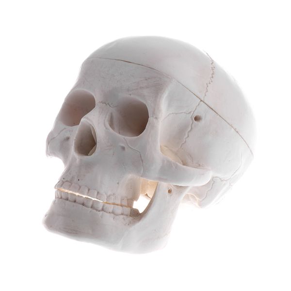 human skull model anatomical head skeleton medicine model science lab teaching aids educational study anatomy
