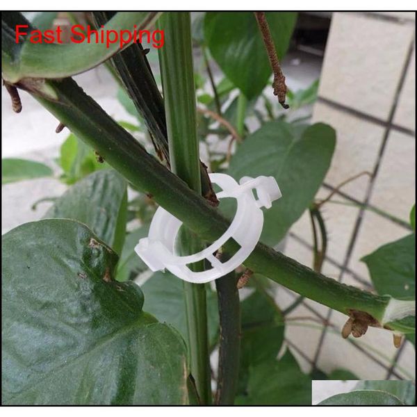 100pcs tomato plant support clips plastic quality garden vegetable flower vine bushes plant clips qylfki wphome
100pcs tomato plant support clips plastic quality garden vegetable flower vine bushes plant clips qylfki wphome