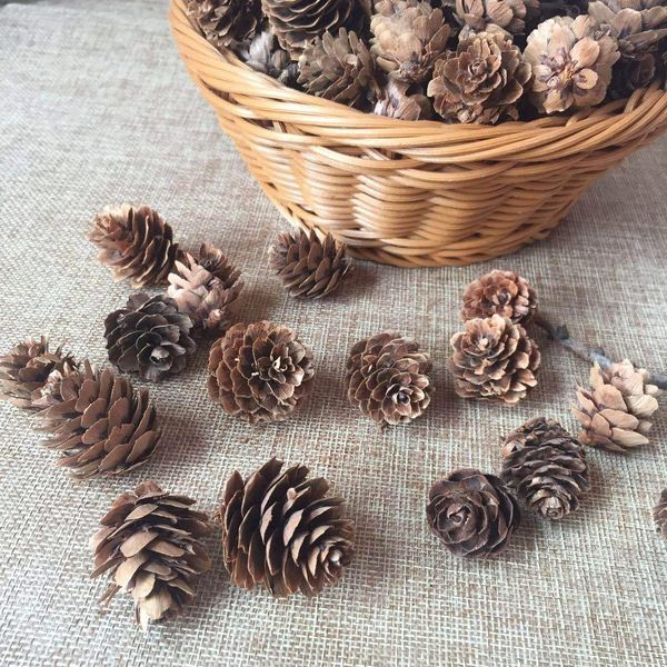 uthob loose sale of christmas pine flowers for selling dried in cones and larch towers selling pinecones in kilos bulk decoration of dried f
uthob loose sale of christmas pine flowers for selling dried in cones and larch towers selling pinecones in kilos bulk decoration of dried f