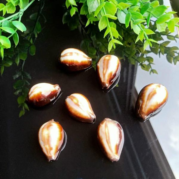 2pcs natural shells conch snail kangaroo seashells nautical beach home decor fish tank micro landscape specimen collectibles h bbyhqq
2pcs natural shells conch snail kangaroo seashells nautical beach home decor fish tank micro landscape specimen collectibles h bbyhqq