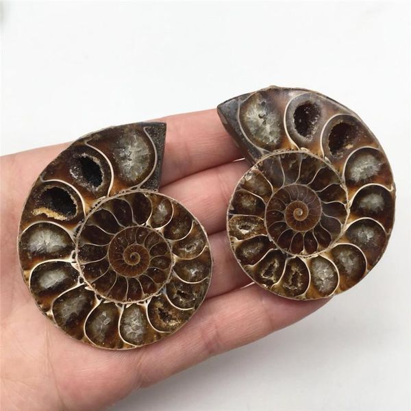 2pcs half cut ammonite shell fossil specimen madagascar pair fossil ammonite for gifts
2pcs half cut ammonite shell fossil specimen madagascar pair fossil ammonite for gifts