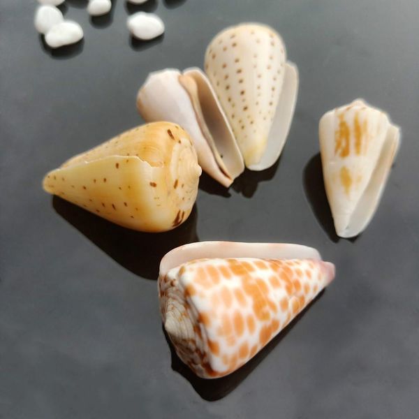 5pcs seashells natural tabby shell conch pendant nautical decor specimen beach ornaments bracelet necklace diy jewelry making h jlldzj
5pcs seashells natural tabby shell conch pendant nautical decor specimen beach ornaments bracelet necklace diy jewelry making h jlldzj