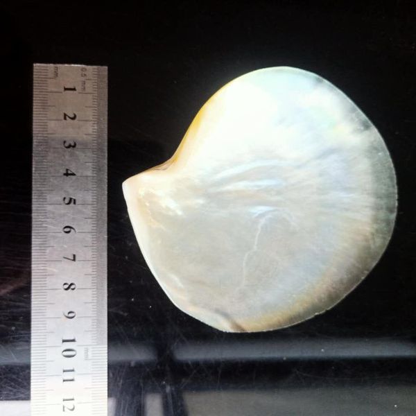 90 100mm colorful sea shells mediterranean shells natural beach home decor shells for jewelry making ocean wedding decorations h bbyelr
90 100mm colorful sea shells mediterranean shells natural beach home decor shells for jewelry making ocean wedding decorations h bbyelr