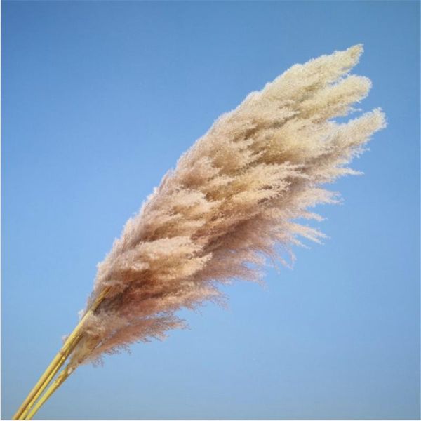 big pampas grass wedding christmas shopwindow decor 20 pcs natural dried reed showcase real plant 1m-1.2m
big pampas grass wedding christmas shopwindow decor 20 pcs natural dried reed showcase real plant 1m-1.2m